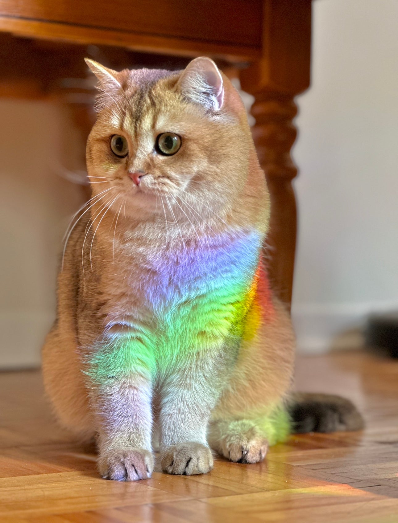 Décalcomanie Folk of the Air Suncatcher