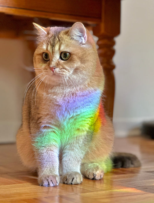 Goddess of the Moon Suncatcher Decal